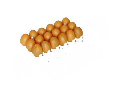 CİVCİV GELİŞİM VİYOLÜ (36 LIK)